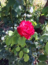 Close-up of red rose in park