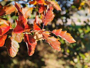 Close-up of orange maple leaves on branch