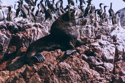 Close-up of sea lion