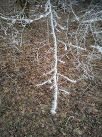 Close-up of snow on tree