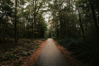 Road amidst trees in forest