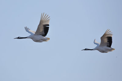 Low angle view of seagulls flying against clear sky