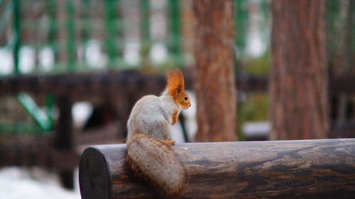 Close-up of squirrel sitting on wood