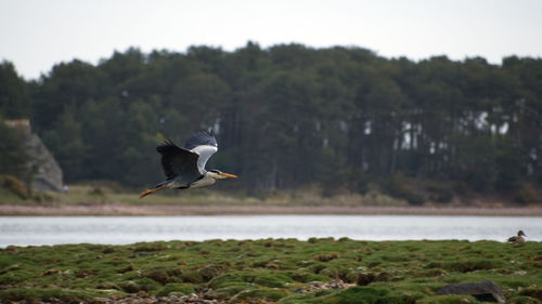 Seagull flying over a lake