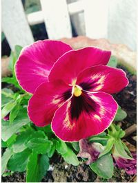 Close-up of pink flowering plant