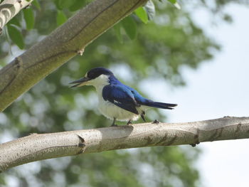 Close-up of bird perching on tree