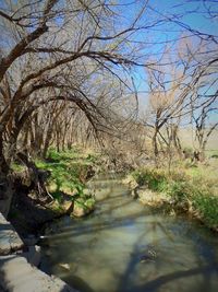 Scenic view of river with trees in background