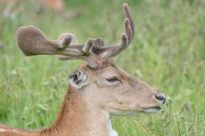 Close-up of an animal on grassy field