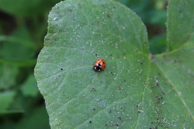 Close-up of ladybug on leaf