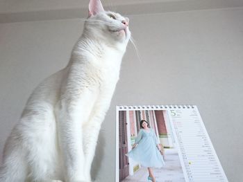 Low angle view of white cat next to wall