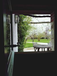 Trees growing in greenhouse