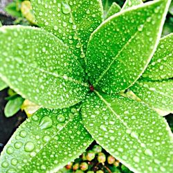 Close-up of leaves