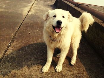 dog