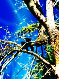 Low angle view of tree against blue sky