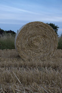 Freshly harvested cereal field. the straw bales lie on the stubble field