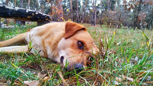 View of a dog relaxing on field
