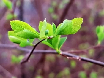 Close-up of insect on leaf