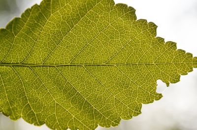 Close-up of green leaves