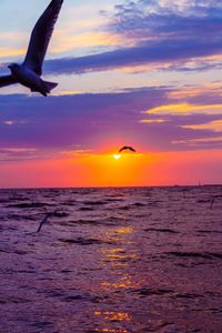 Seagull flying over sea against sky during sunset