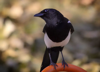 Close-up of bird perching on rock