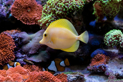 Zebrasoma flavescens in home coral reef fish tank. selective focus.