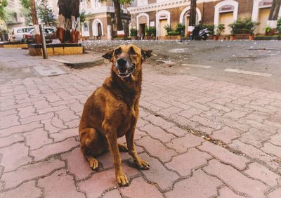 Portrait of a dog against empty road