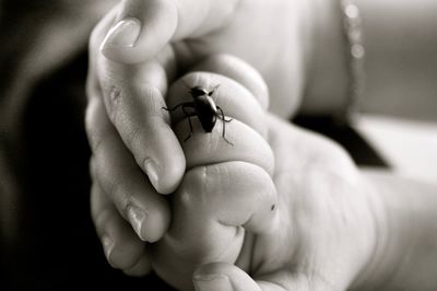 Close-up of insect on human hand