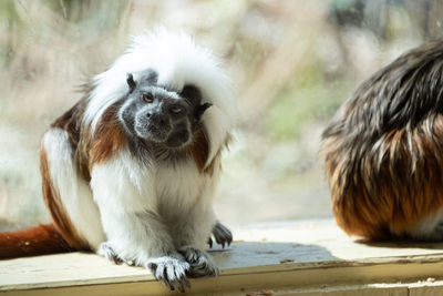 Cotton-top tamarin looking away