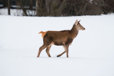 Side view of mammal walking on snow covered land