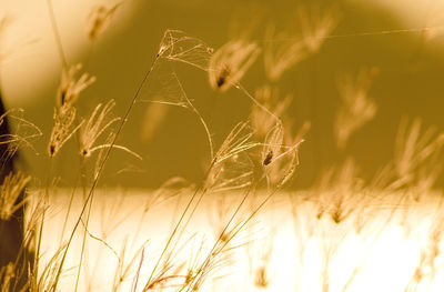 Close-up of wheat growing on field