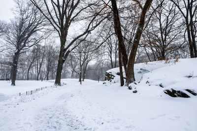 Bare trees on snow covered field