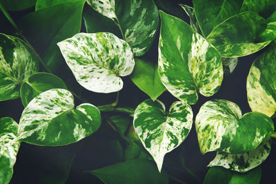 Variegated leaves of devil's ivy plant natural pattern background
