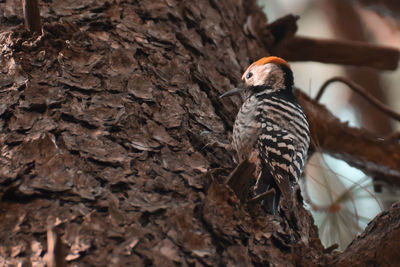 Close-up of bird perching on tree