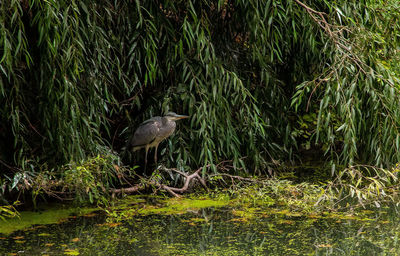 View of bird on grass