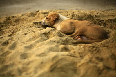 Dog sleeping on sand