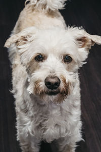 Close up portrait of a senior ganaraskan dog, looking at the camera, selective focus.