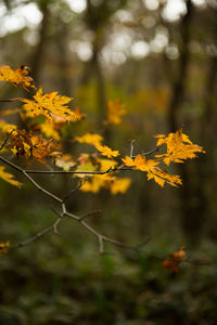 Close-up of yellow flowering plant during autumn