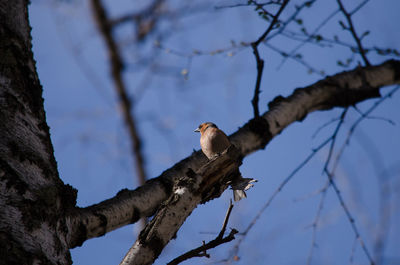 Low angle view of bird perching on tree