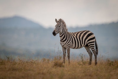 Plains zebra foal stands in long grass