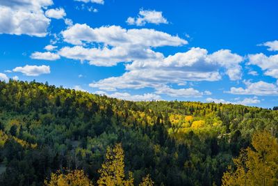 Trees on landscape against sky