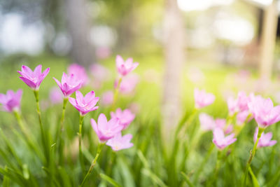 Close-up of pink flowering plants on field