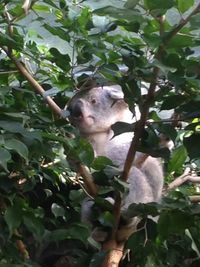Low angle view of horse on tree