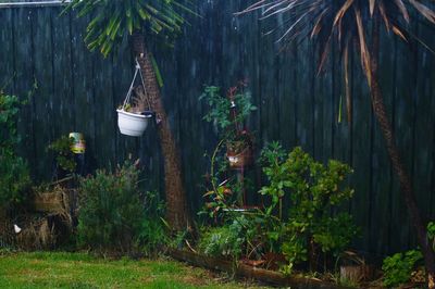 Plants and trees growing in yard