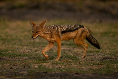 Fox on field