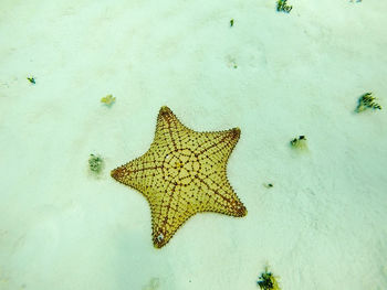 High angle view of leaf on land by sea