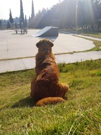 Dog sitting on field