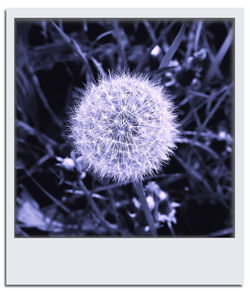 Close-up of dandelion flower