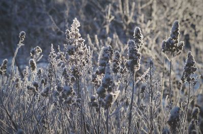 Close-up of plants on field