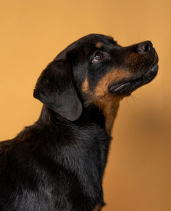 Close-up of dog