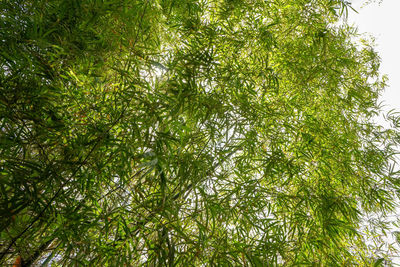 Low angle view of bamboo trees in forest